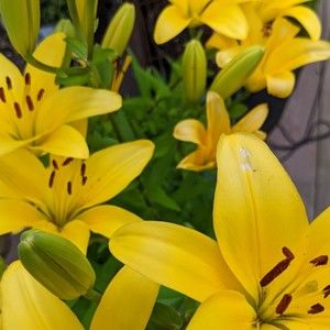 Meet your Posher, Karen